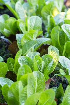 Baby Cos Lettuce bed