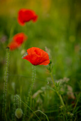 red poppy in the field