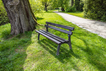 Fototapeta premium Bench in empty spring park with path on background