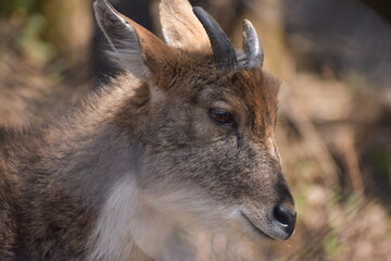 himalayan Goral