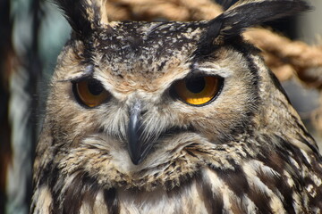 great horned owl