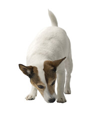  Jack Russell terrier on white background