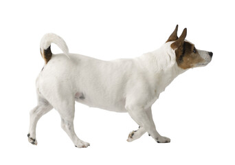  Jack Russell terrier on white background
