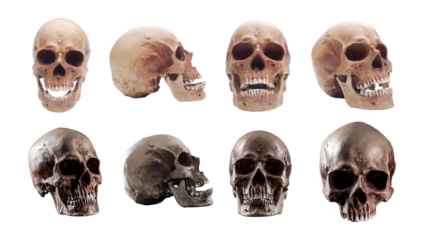 Collection of human skulls on white background