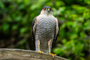Sparrowhawk (Accipiter nisus) a small bird of prey which is a predatory raptor which hunts in both a woodland or garden environment, stock photo image