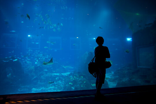 Visitor Observes Aquarium Life Under Blue Light