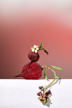 Still life of red beets and flowers on a gradient background