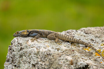 Vibrant Lizard Sunbathing on Ancient Rock in Hierapolis, Turkey - Captivating Wildlife Photography