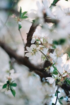 White spring blossoms