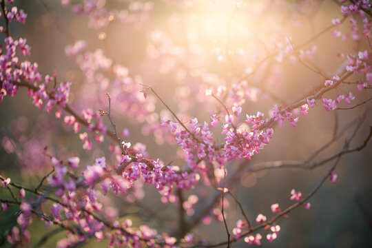 sunlight through spring redbud branches