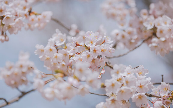sakura