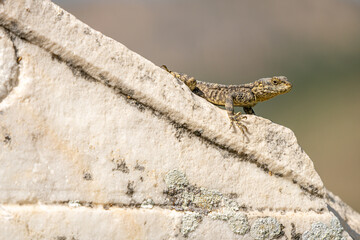 Vibrant Lizard Sunbathing on Ancient Rock in Hierapolis, Turkey - Captivating Wildlife Photography