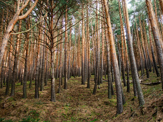 Tranquil and serene pathway through a dense pine forest