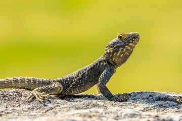 Vibrant Lizard Sunbathing on Ancient Rock in Hierapolis, Turkey - Captivating Wildlife Photography