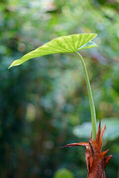 Single green leaf with pretty background bokeh