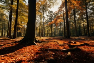 autumn forest in the morning