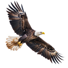 Obraz premium American bald eagle flying, isolated on transparent background, cut out