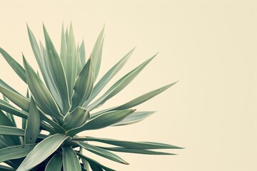 striking yucca plant with sharp spiky leaves botanical nature photography minimalist neutral tones