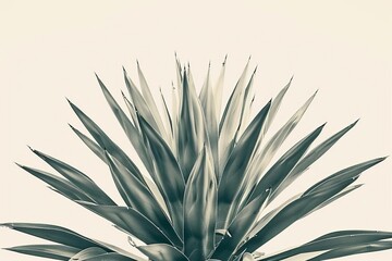 striking yucca plant with sharp spiky leaves botanical nature photography minimalist neutral tones