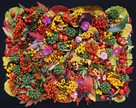 Colorful  autumn composition
