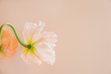 Poppy flower close up