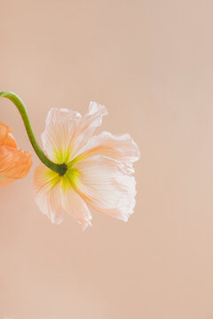 Poppy flower closeup