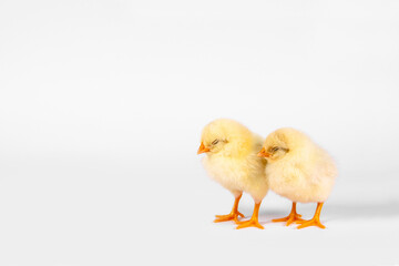 Two sleepy chicken yellow baby on white background. Horizontal photo.