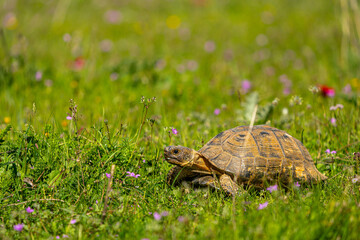 Tranquil Tortoise Amidst Wildflowers: Captivating Natural Scene in Turkey's Verdant Landscape