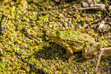Camouflaged Frog in Asklepion, Pergamon: Nature's Beauty Amidst Ancient Ruins in Turkey's Historic Archaeological Site