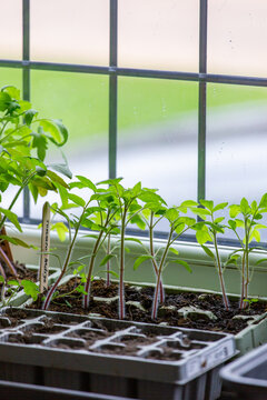 Tomato plants growing on a windowsill