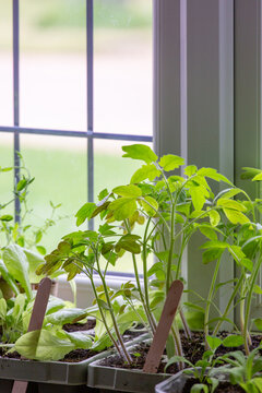 Tomato plants growing on a windowsill