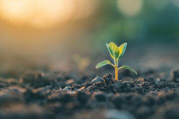 Fresh plant sprout emerges from the fertile soil, bathed in the warm glow of sunrise, symbolizing new life, growth, and the potential for a prosperous future