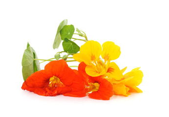 Orange and yellow nasturtium.