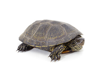 One beautiful turtle.