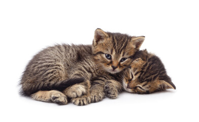 Two little different kittens sitting.