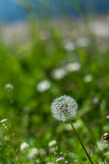 dandelion in the meadow