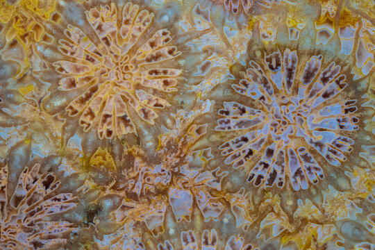 Unique concentric radial natural agatized fossil coral detailed