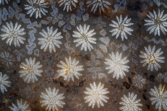 Unique concentric radial natural agatized fossil coral detailed