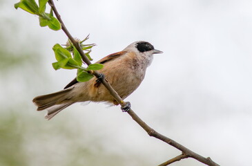 red headed woodpecker