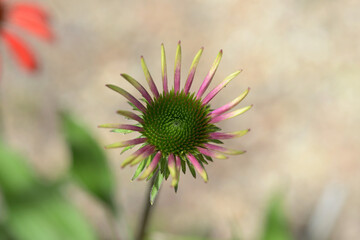 エキナセアの蕾