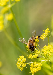 bee on yellow flower