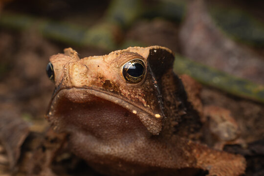 Common Toad