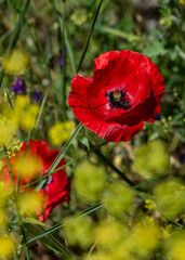 red poppy in the field