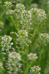 Closeup on an aggregation of unopened flowerbuds of field peppergrass or pepperweed, Lepidium campestre