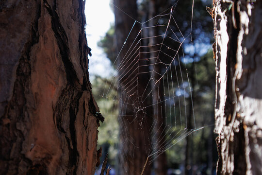 cobweb between trees