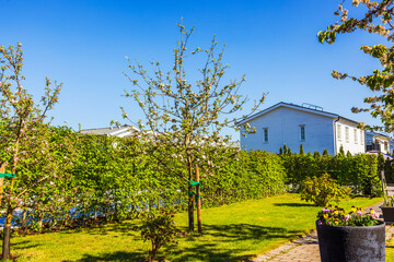 Beautiful view of blooming apple trees in the spring garden of a private villa. Sweden.