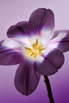Tulip in Soft Purple Light
