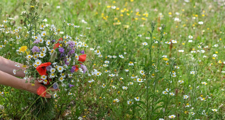 Woman Hands hold wild flower bouquet on beautiful floral background with copy space. Gathering wildflowers bunch of mixed blooming white chamomile, daisy flowers, poppy, garden grass meadow at summer