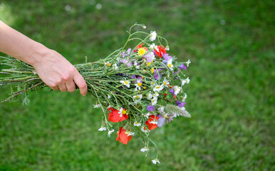 Woman Hand holds colorful wild flower bouquet on beautiful green grass background with copy space....