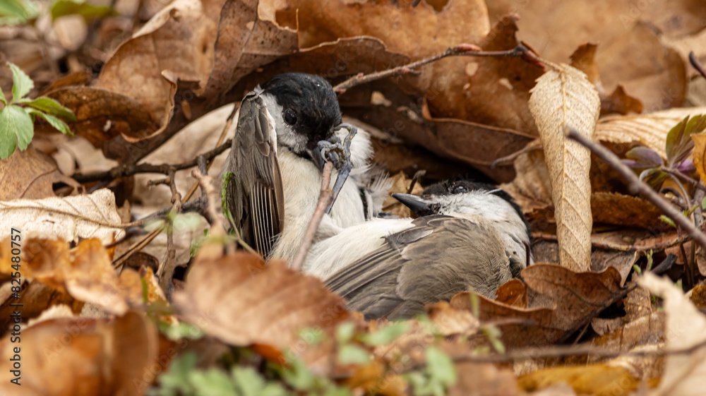 Canvas Prints Close-up of two birds interacting with a twig amidst fallen leaves